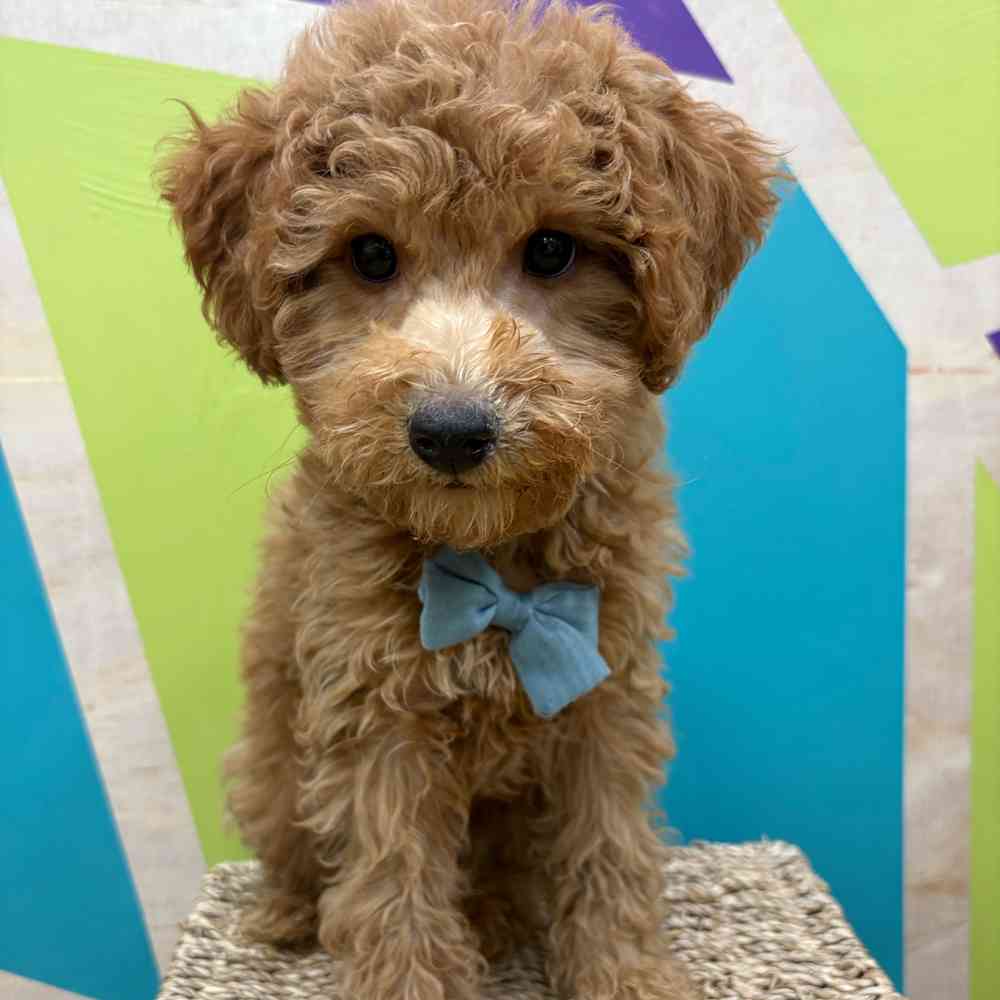 Male Bichonpoo puppy named Rusty for sale at Petland Wichita West.