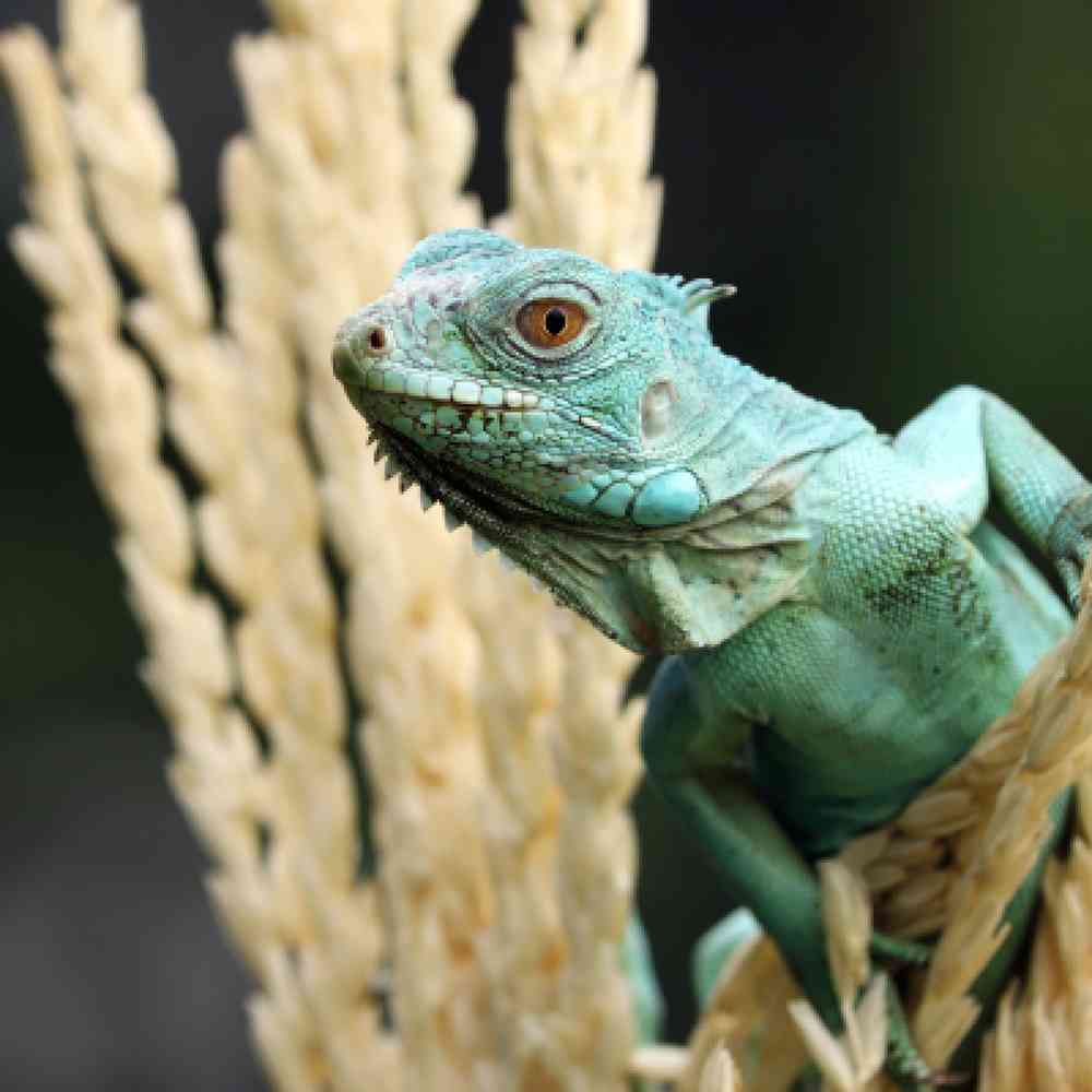 Reptile for sale