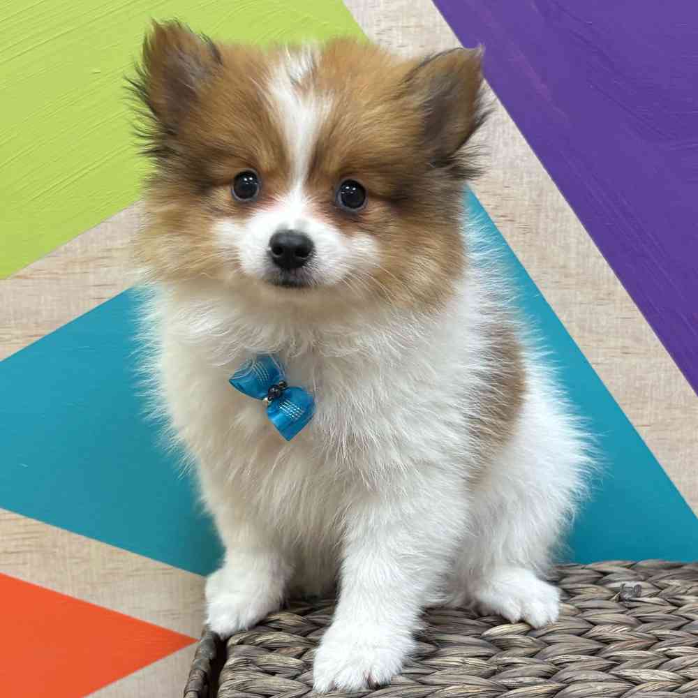 Male Pomeranian puppy named Tiny Tim for sale at Petland Wichita West.