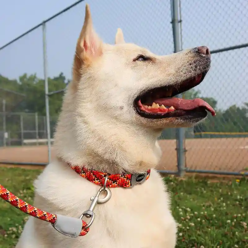 Pro Active Woven Reflective Rope Leash Burning Blue