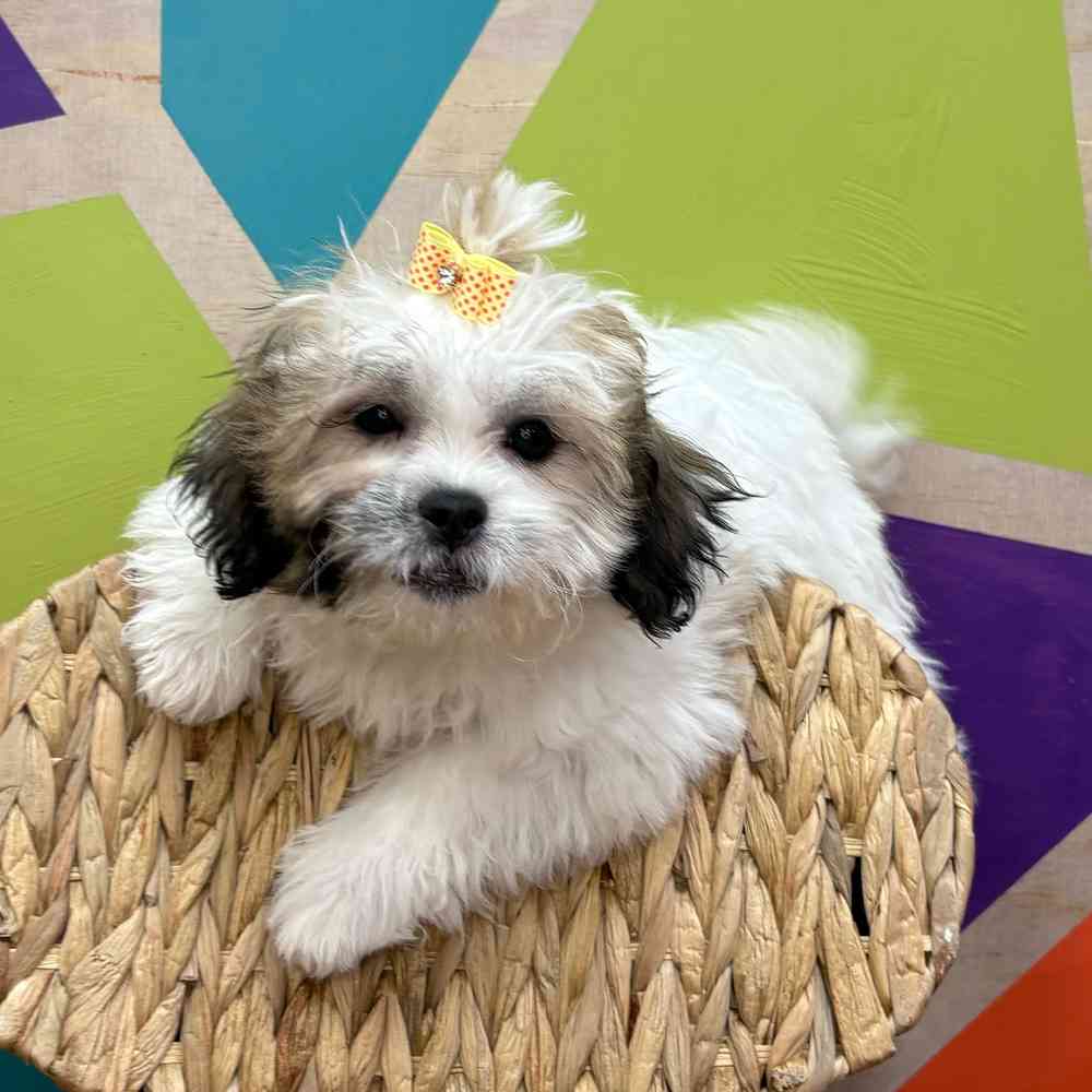 Female Teddy Bear puppy named Tasha for sale at Petland Joplin.
