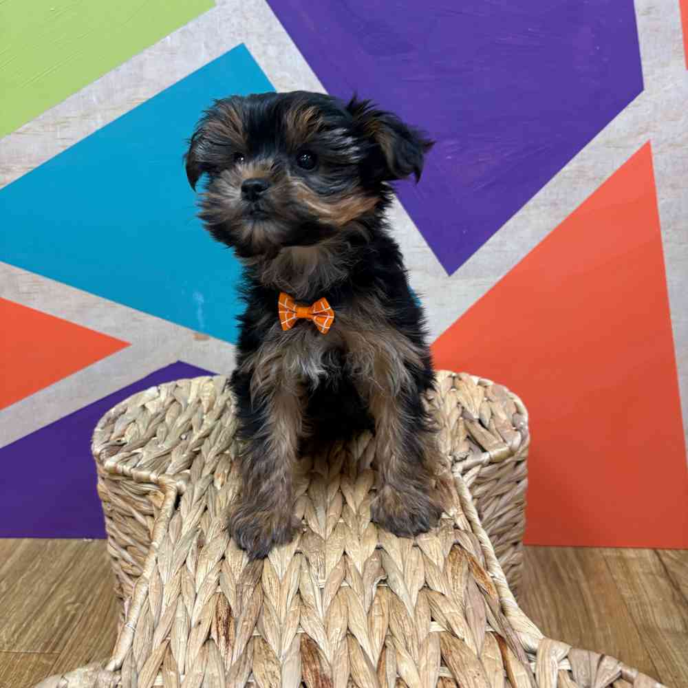 Male Yorkie puppy named Eric for sale at Petland Joplin.