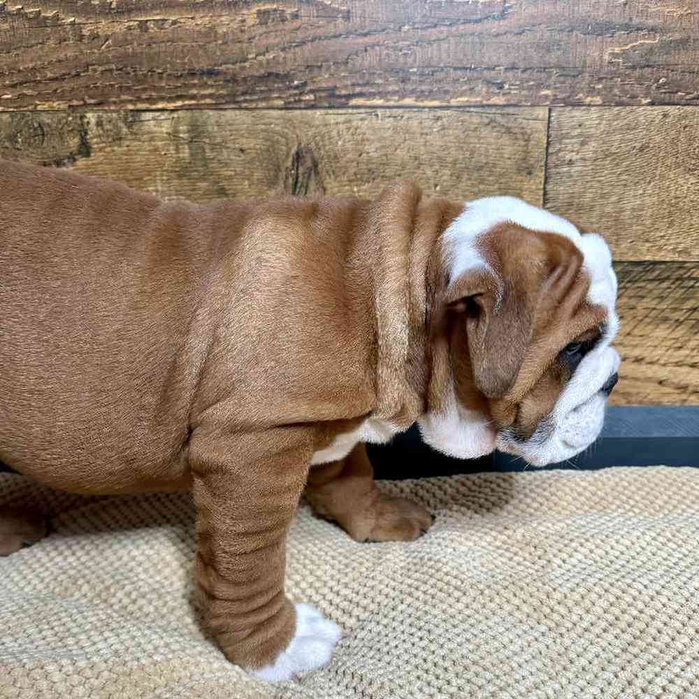 Male English Bulldog puppy named Carter for sale at Petland Rogers.