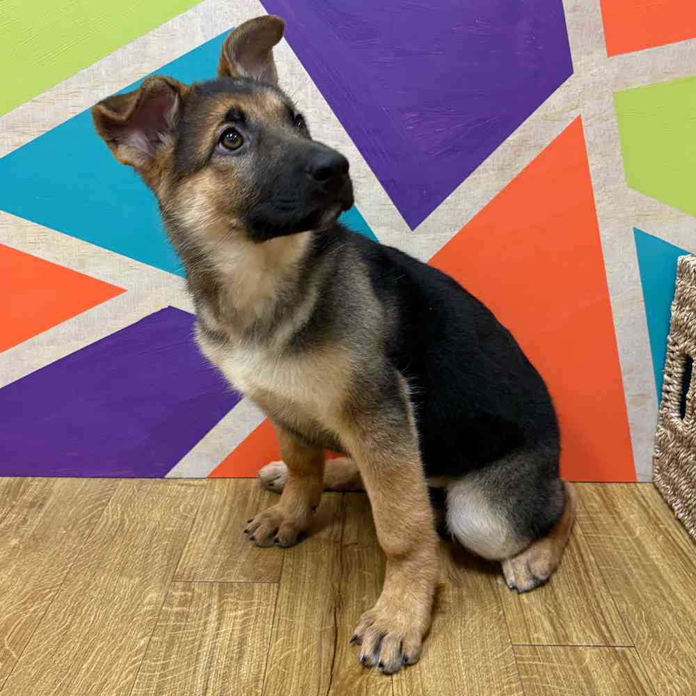 Female German Shepherd puppy named Kayda for sale at Petland Wichita West.