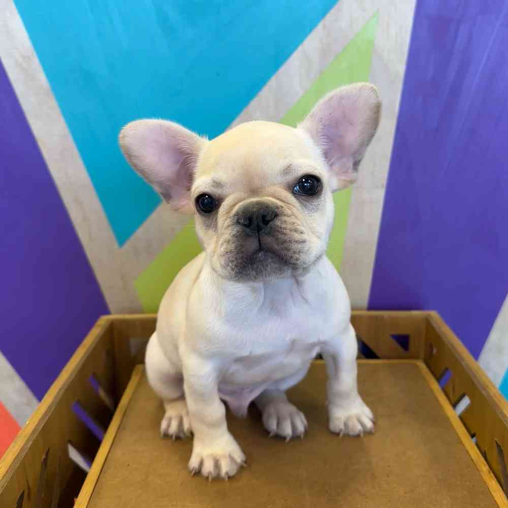 Male French Bulldog puppy named Eggnog for sale at Petland Fayetteville.