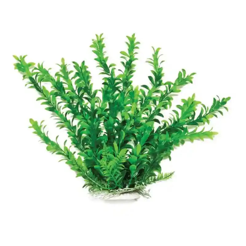 Plant Anacharis Green 12"