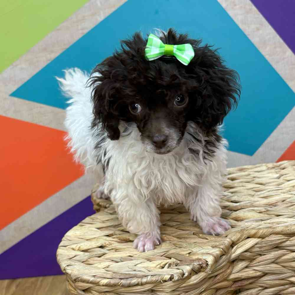 Female Poodle Toy puppy named Beatrice for sale at Petland Joplin.