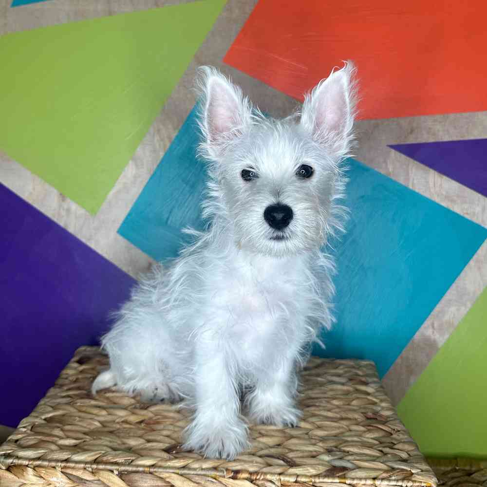 Male West Highland White Terrier puppy named Artic for sale at Petland Rogers.