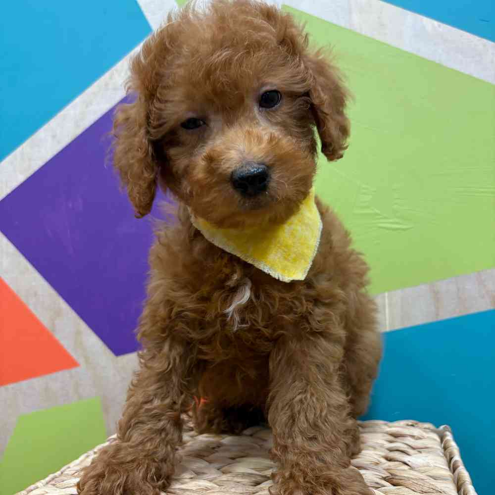 Male Mini Poodle puppy named Zander for sale at Petland Wichita West.
