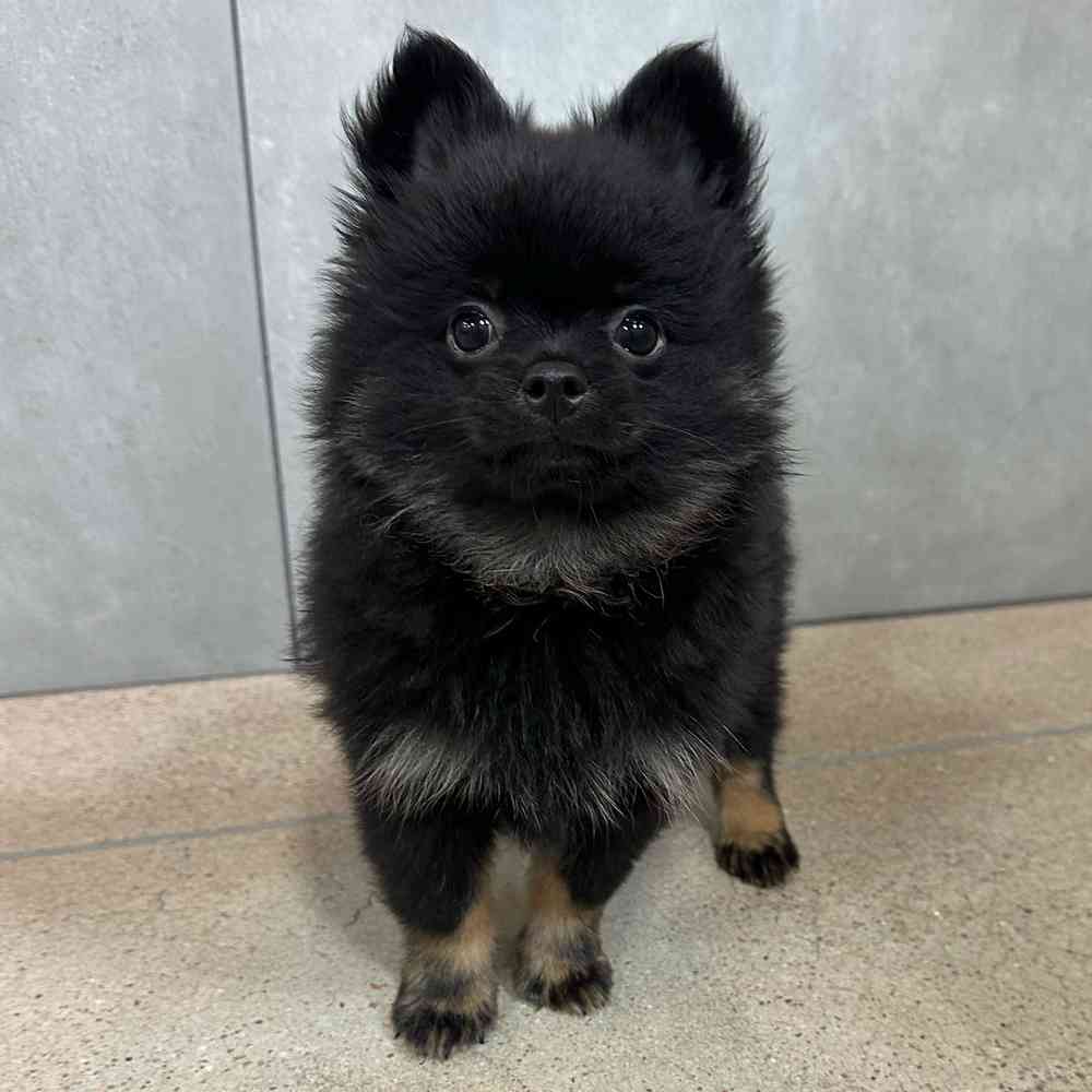 Male Pomeranian puppy named Bear for sale at Petland Joplin.