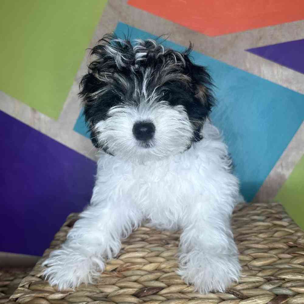 Female Schnoodle puppy named Spice for sale at Petland Rogers.
