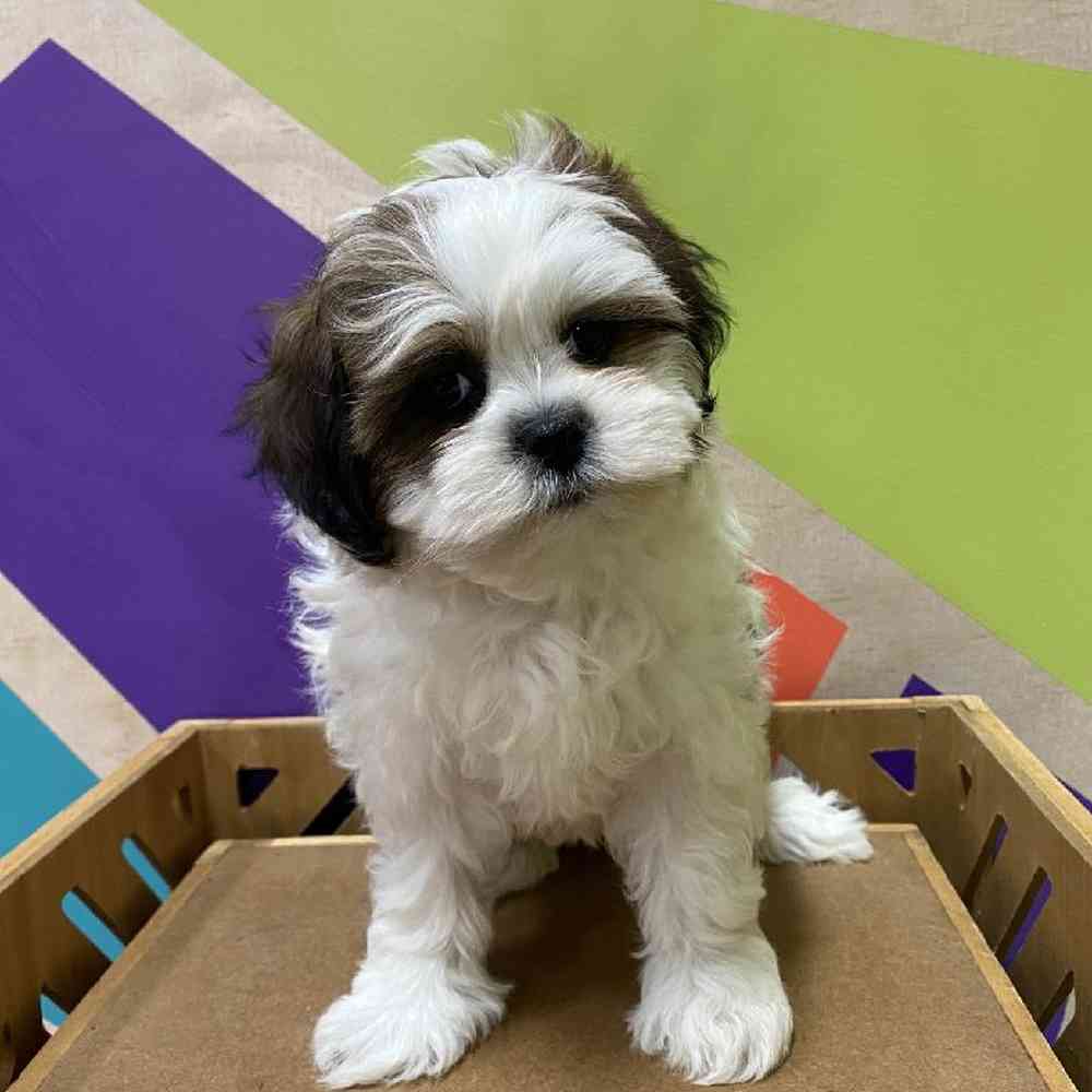 Male Shipoo puppy named Richard for sale at Petland Joplin.