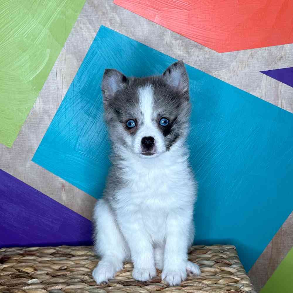 Female Pom-Klee Kai puppy named Tank for sale at Petland Rogers.
