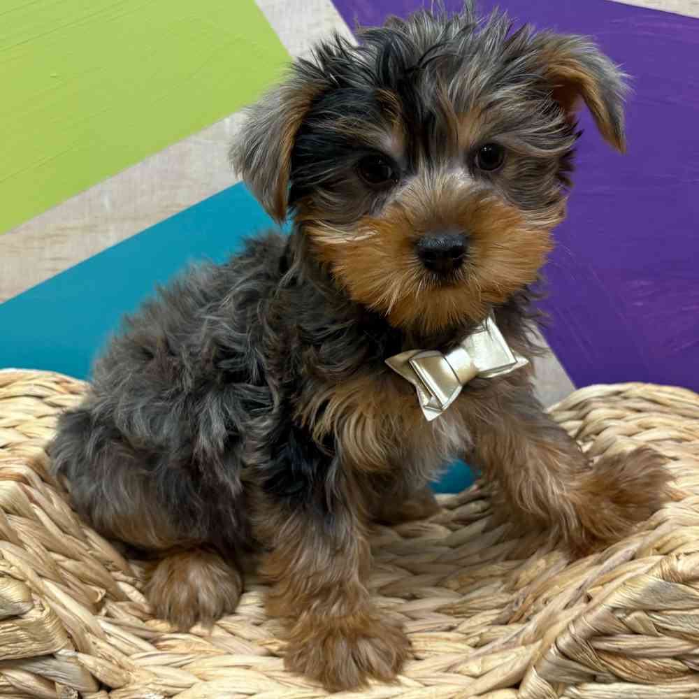 Male Yorkie puppy named Murphy for sale at Petland Wichita West.