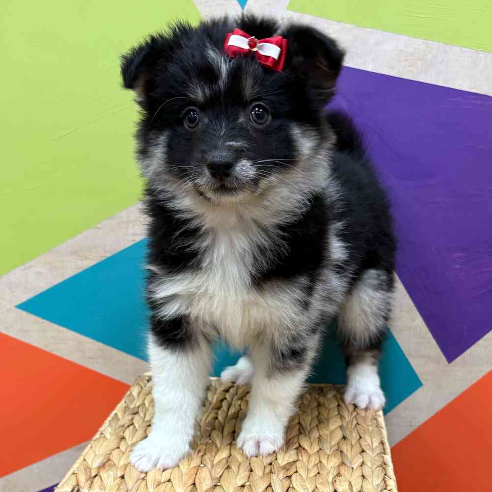 Female Pomsky puppy named Hilda for sale at Petland Wichita West.
