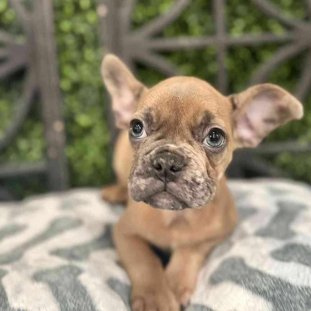 Male French Bulldog puppy named Pumpkin for sale at Petland Rogers.