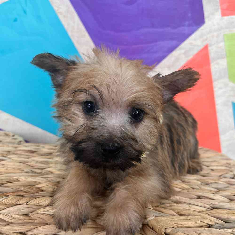 Male Cairn Terrier puppy named Toto for sale at Petland Rogers.