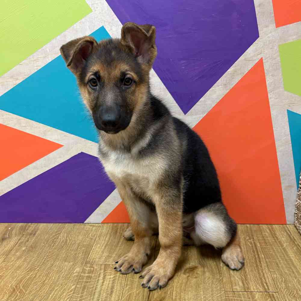Female German Shepherd puppy named Kayda for sale at Petland Wichita West.