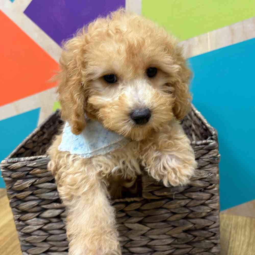 Male Bichonpoo puppy named Moses for sale at Petland Wichita West.