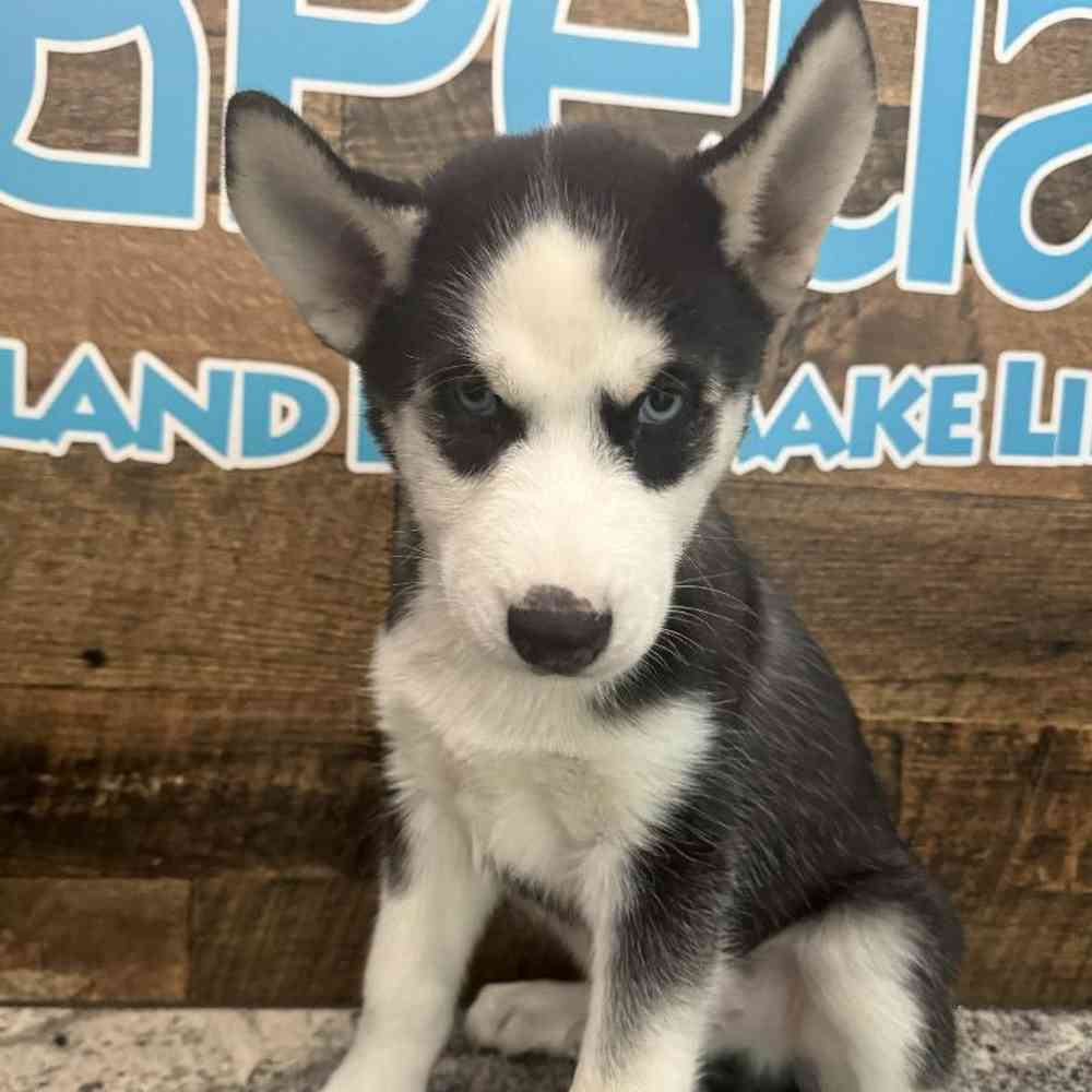 Male Siberian Husky puppy named Wayne for sale at Petland Rogers.