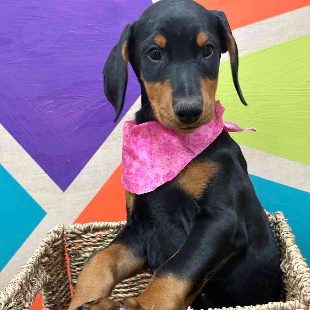 Female Doberman Pinscher puppy named Pearl for sale at Petland Wichita West.