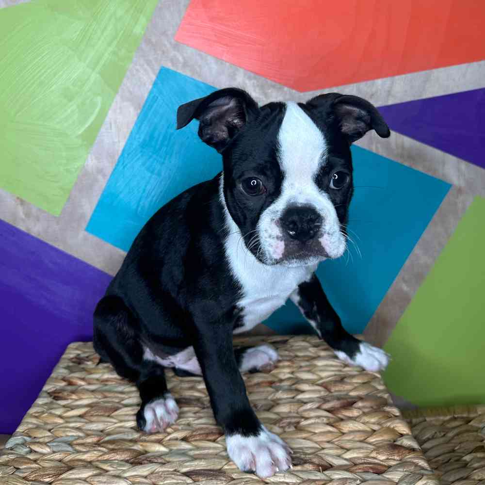 Male Boston Terrier puppy named Dice for sale at Petland Rogers.