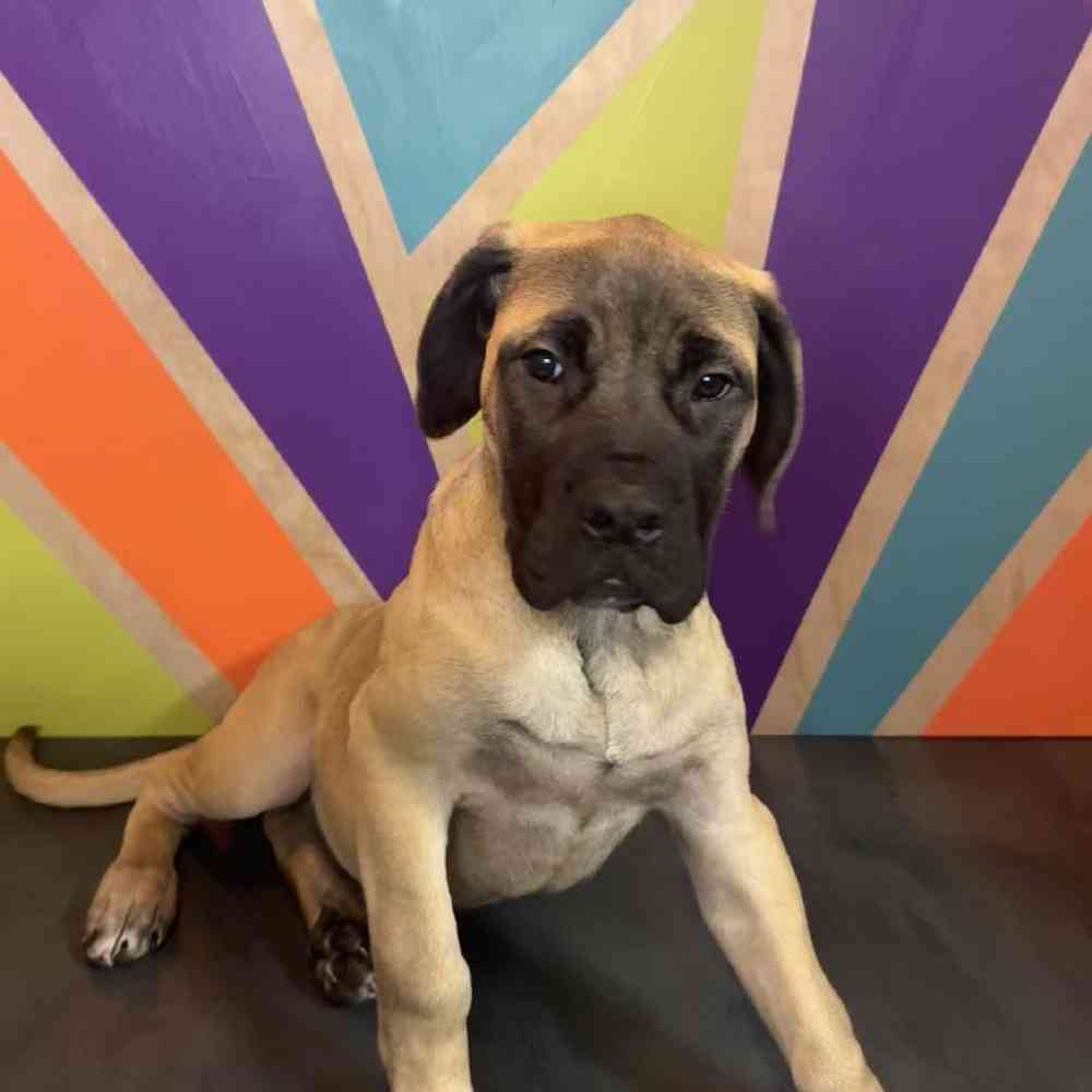 Female English Mastiff puppy named Victoria for sale at Petland Fayetteville.