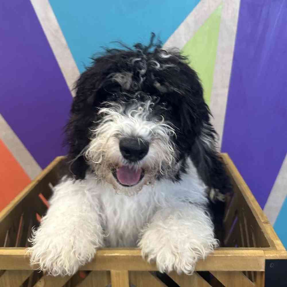 Male Mini Bernedoodle puppy named Blu for sale at Petland Fayetteville.
