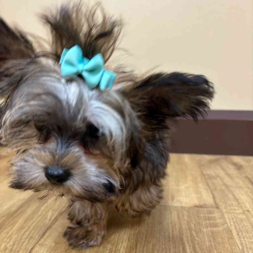 Male Yorkie puppy named Freddie for sale at Petland Wichita West.
