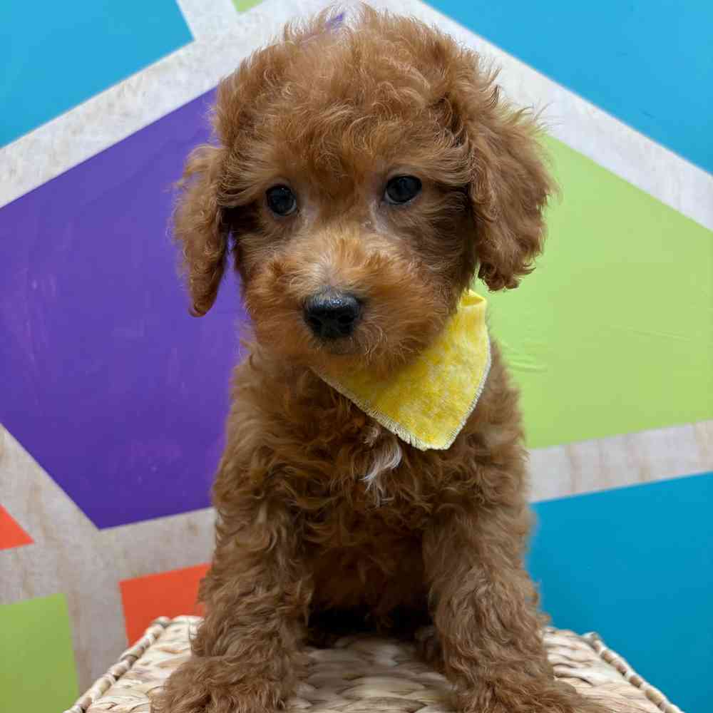 Male Mini Poodle puppy named Zander for sale at Petland Wichita West.