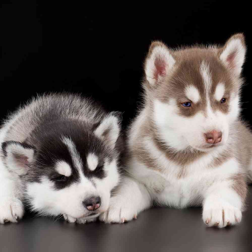Siberian Husky Puppies for Sale image