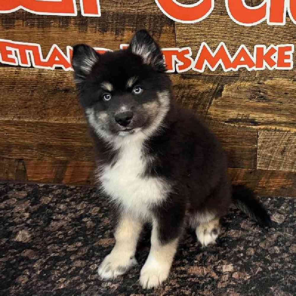 Male Pomsky puppy named Benton for sale at Petland Rogers.