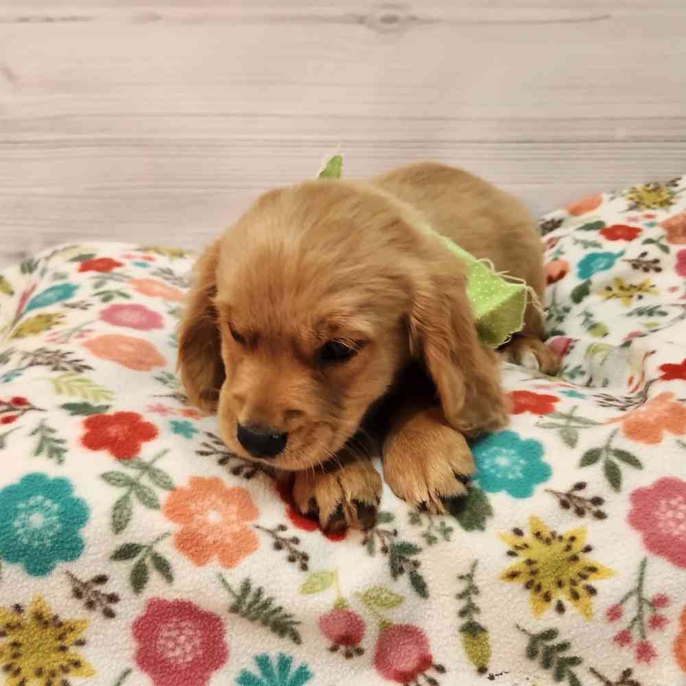 Male Mini Golden Retriever puppy named Fred for sale at Petland Wichita West.