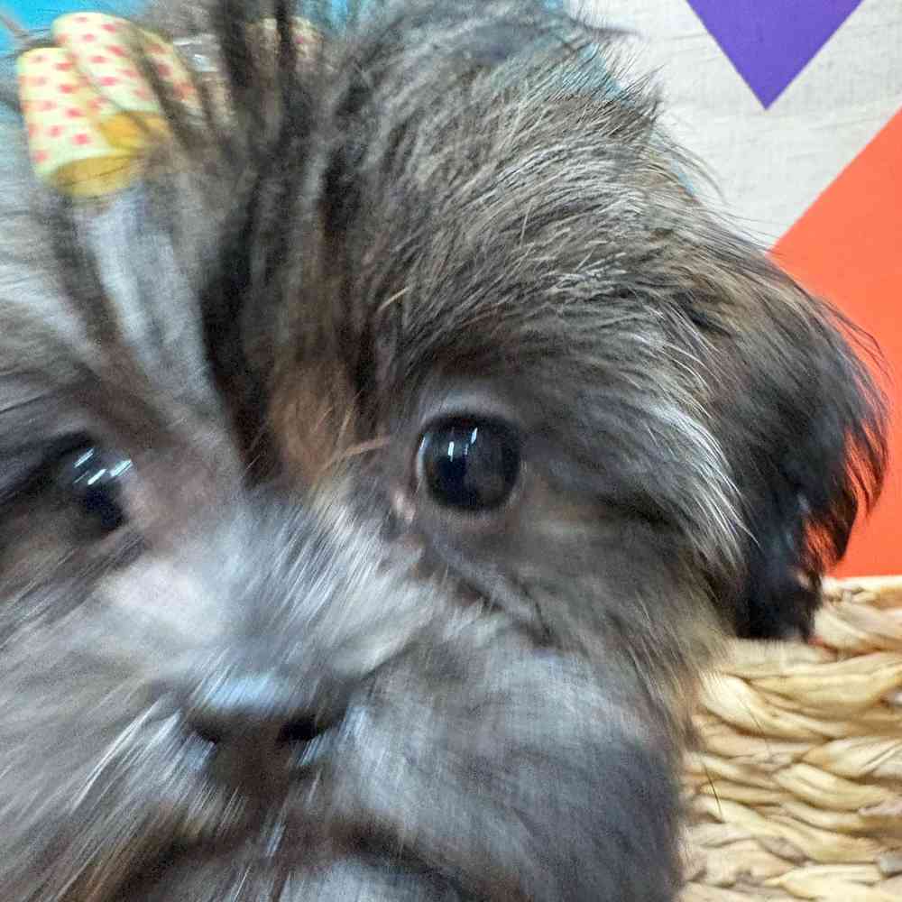 Female Malshi puppy named Bridgette for sale at Petland Wichita West.
