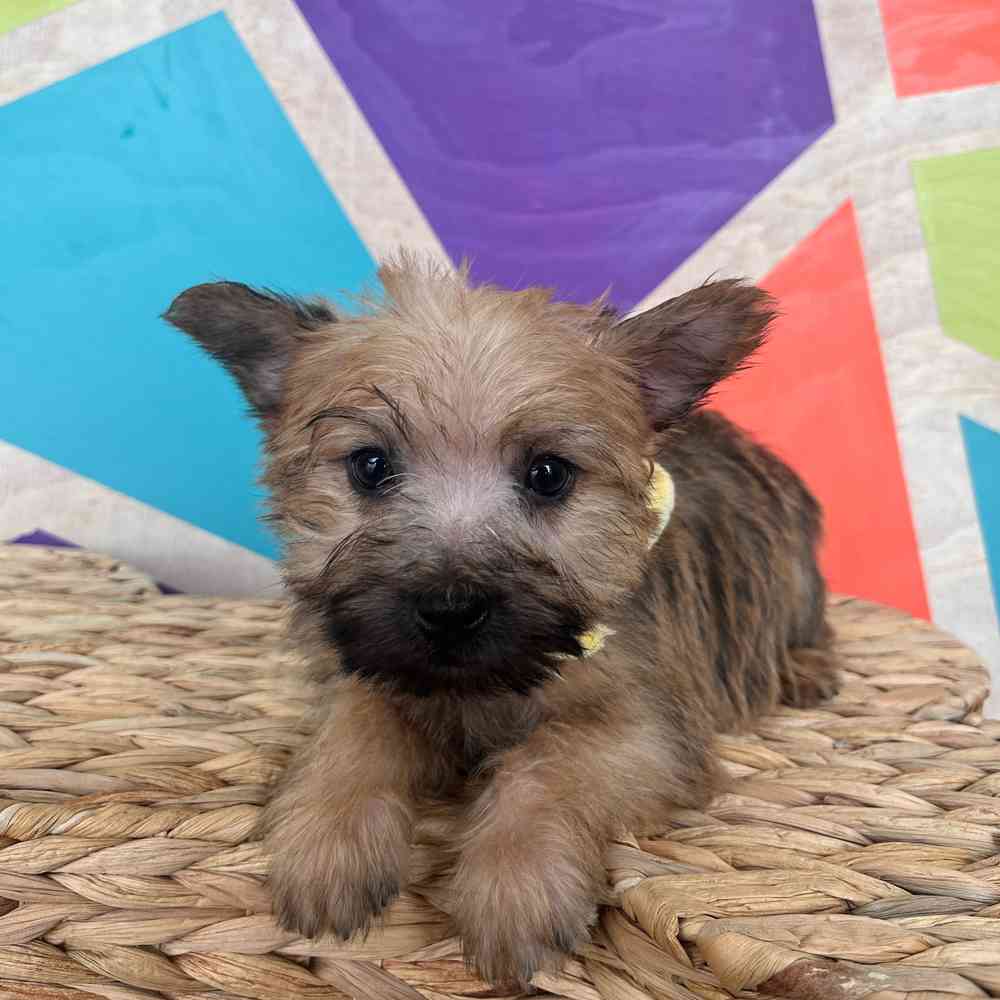 Male Cairn Terrier puppy named Toto for sale at Petland Rogers.