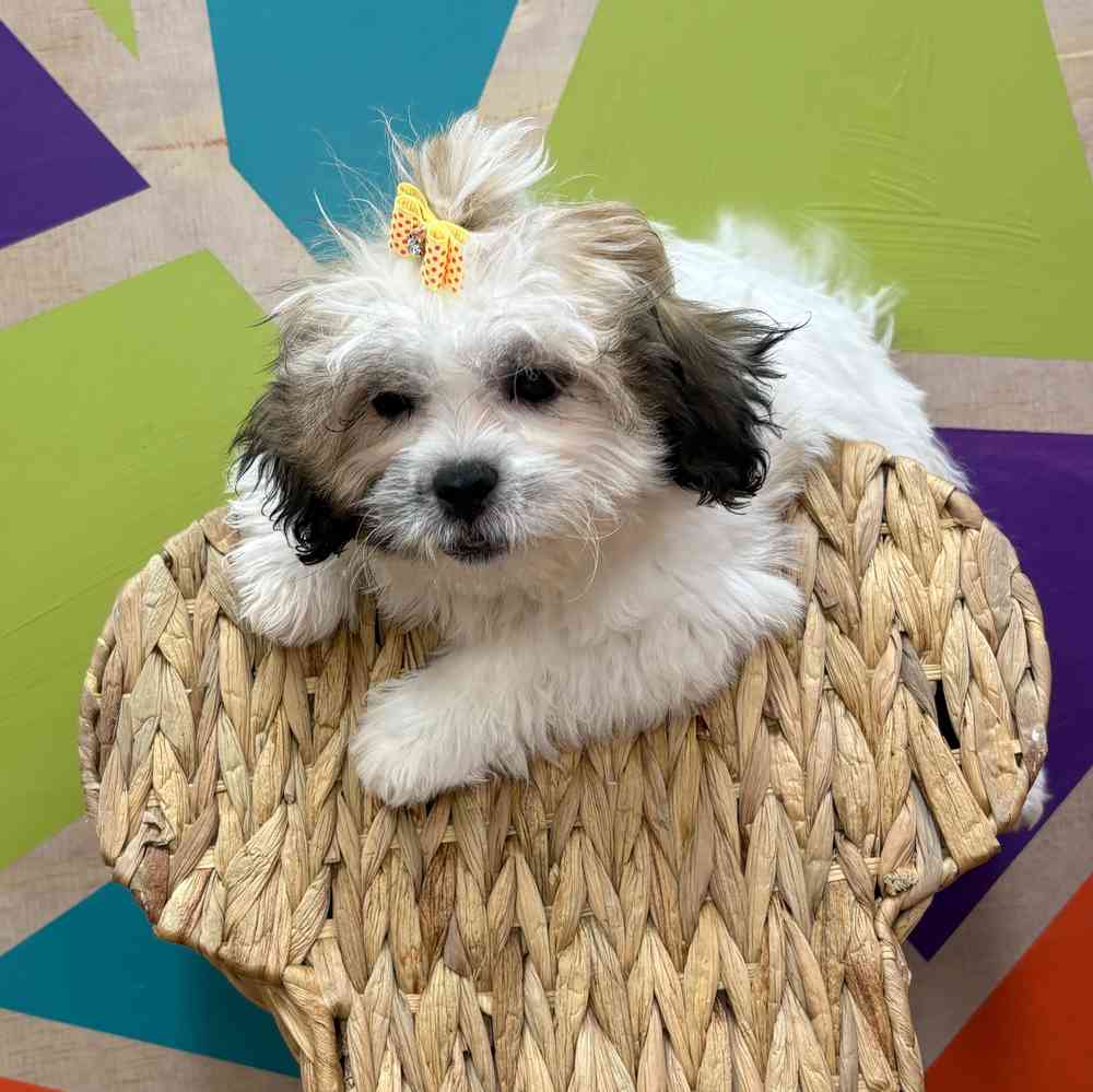Female Teddy Bear puppy named Tasha for sale at Petland Joplin.