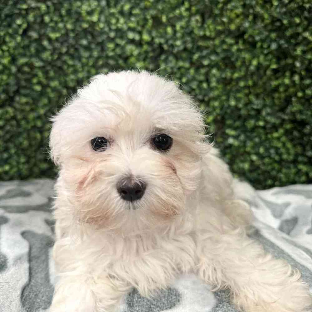 Male Maltese puppy named Fiji for sale at Petland Rogers.