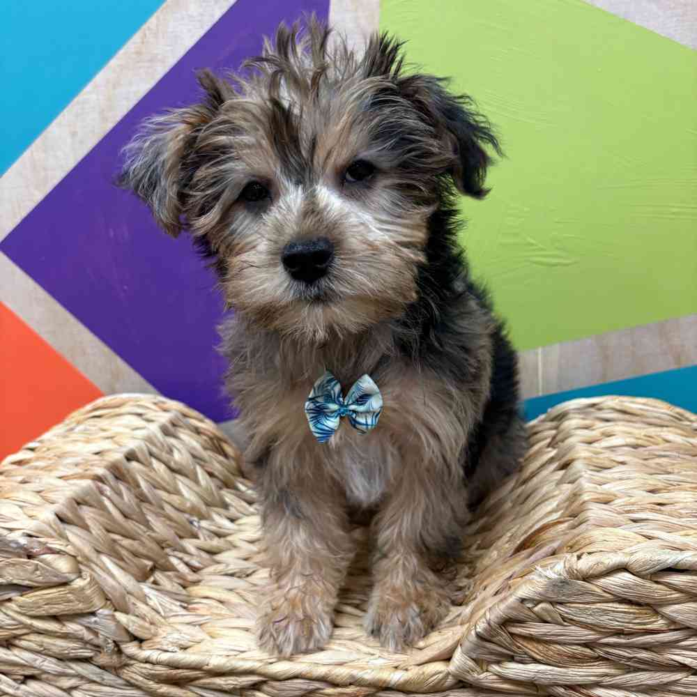 Male Yorkie puppy named Albert for sale at Petland Fayetteville.