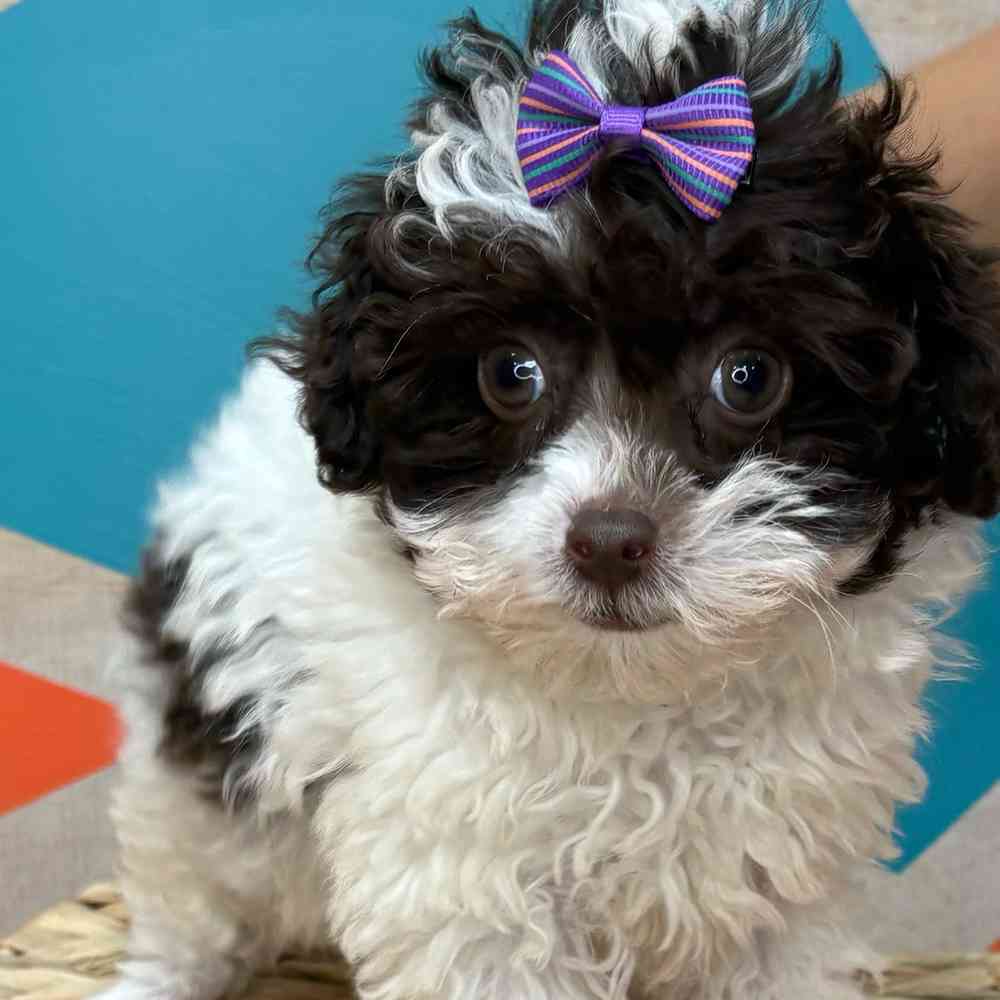 Female Poodle Toy puppy named Ethell for sale at Petland Joplin.
