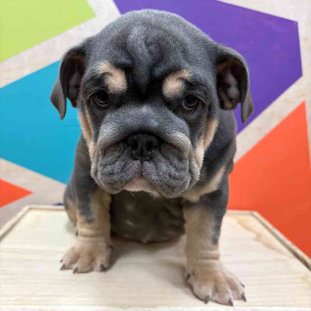 Female English Bulldog puppy named Indigo for sale at Petland Wichita West.