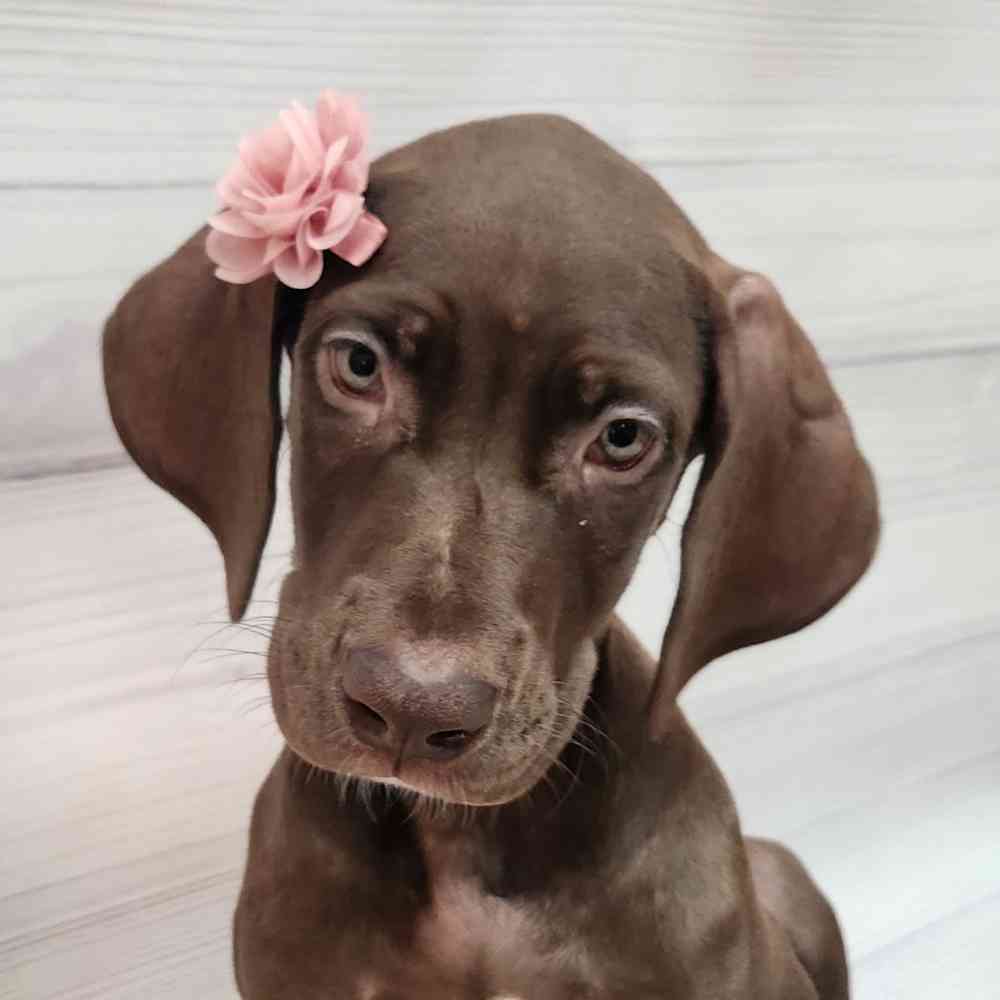 Female Great Dane puppy named Sienna for sale at Petland Fayetteville.