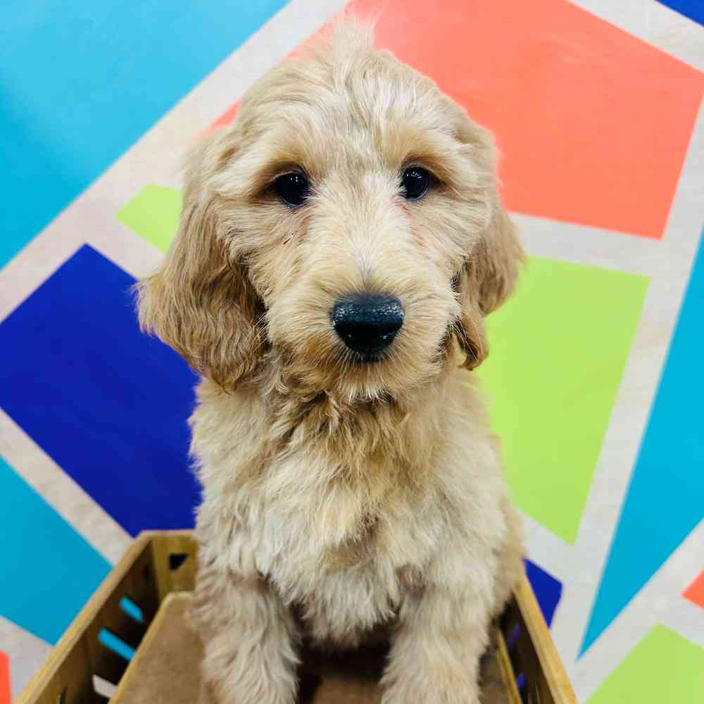 Male Mini Goldendoodle puppy named Sunny for sale at Petland Joplin.