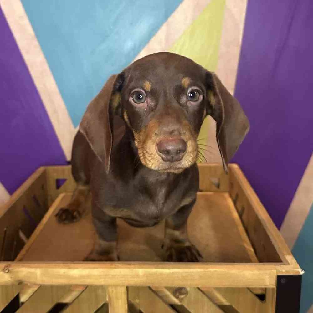 Male Mini Dachshund puppy named Cruton for sale at Petland Fayetteville.