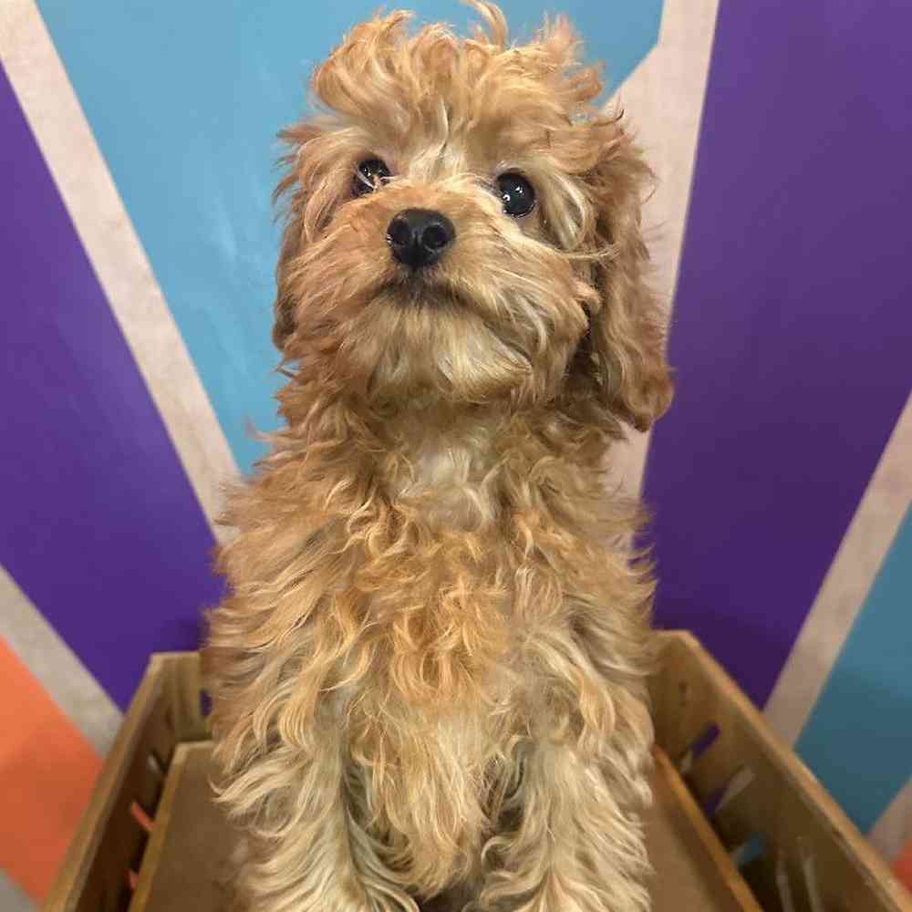 Male Cavapoo puppy named Chicken Nugget for sale at Petland Fayetteville.