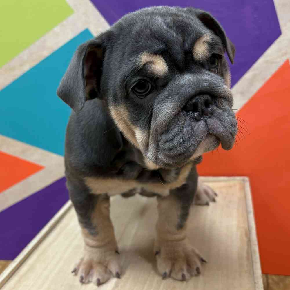 Female English Bulldog puppy named Indigo for sale at Petland Wichita West.