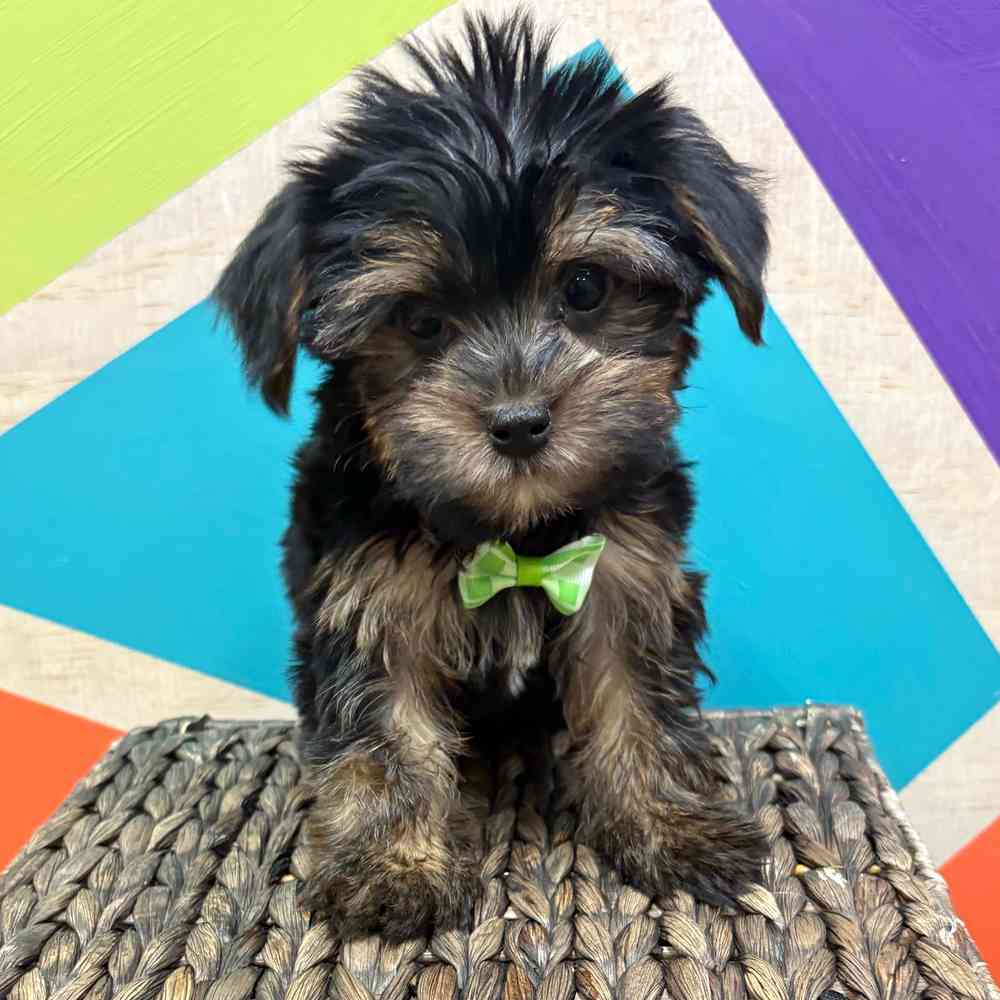 Male Yorkie puppy named Manny for sale at Petland Wichita West.