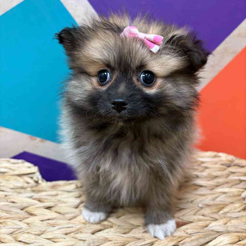 Female Pomeranian puppy named Winter for sale at Petland Wichita West.