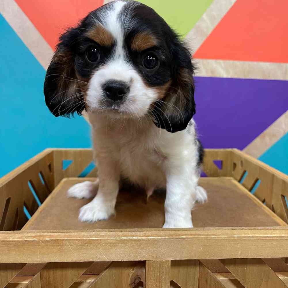 Male Cavalier King Charles Spaniel puppy named Espresso for sale at Petland Rogers.