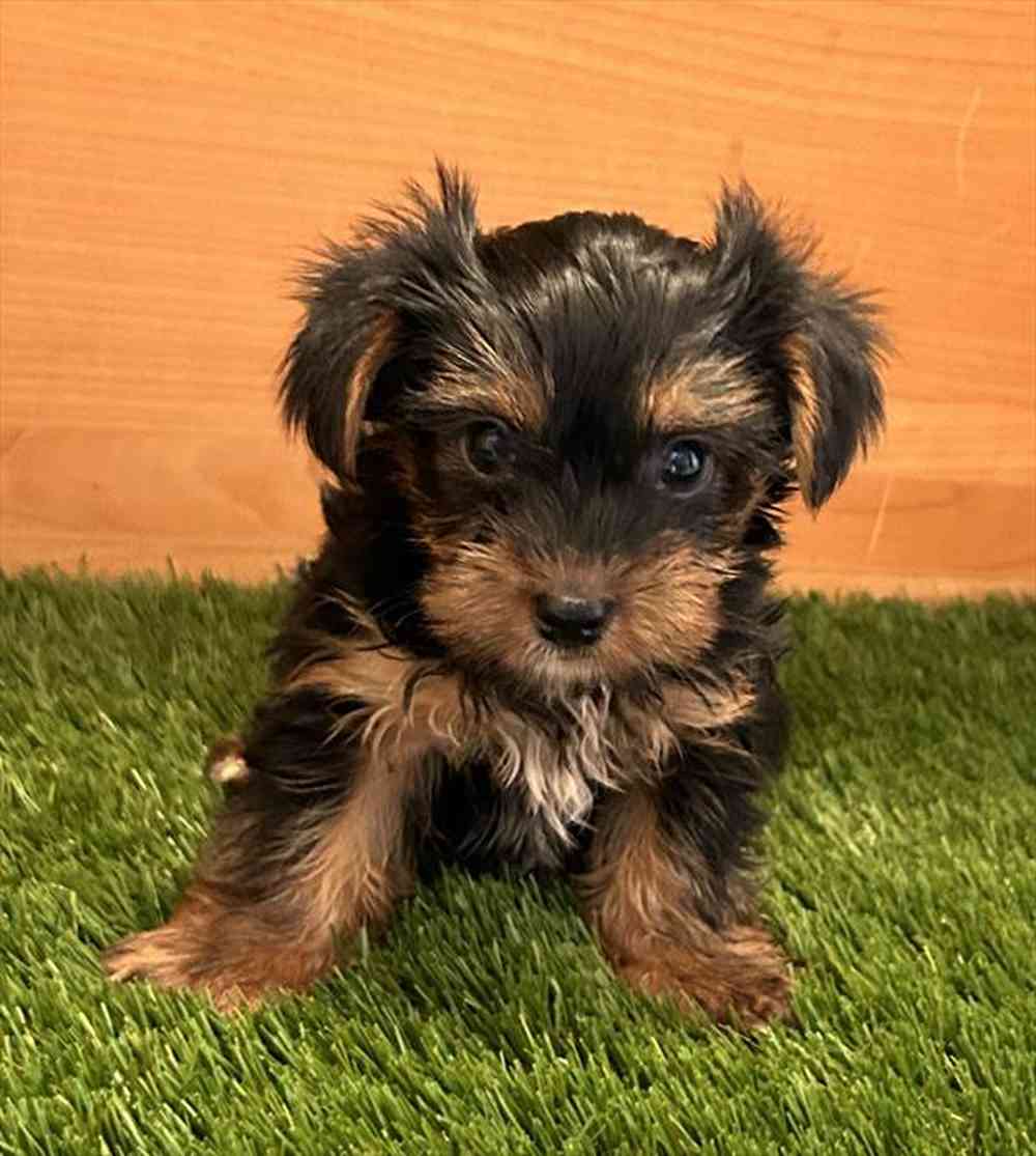 Male Yorkie puppy named Cruz for sale at Petland Joplin.