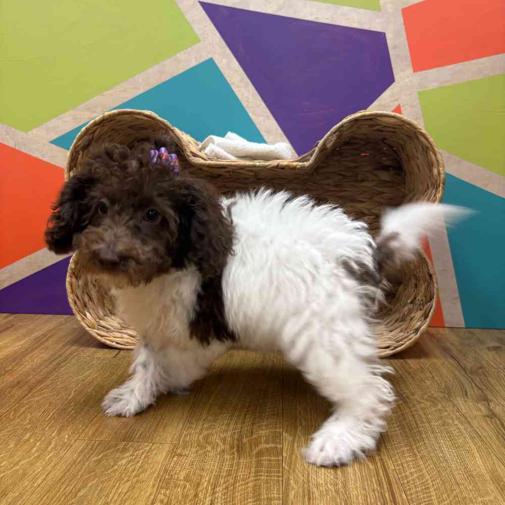 Female Mini Labradoodle puppy named Betty Anne for sale at Petland Wichita West.